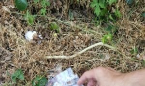 WhatsApp Image 2020 05 10 at 01.28.24