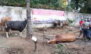 WhatsApp Image 2020 07 31 at 15.14.27